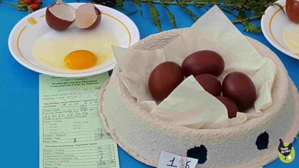 les oeufs qui ont gagné le concours les oeufs qui ont gagné le concours