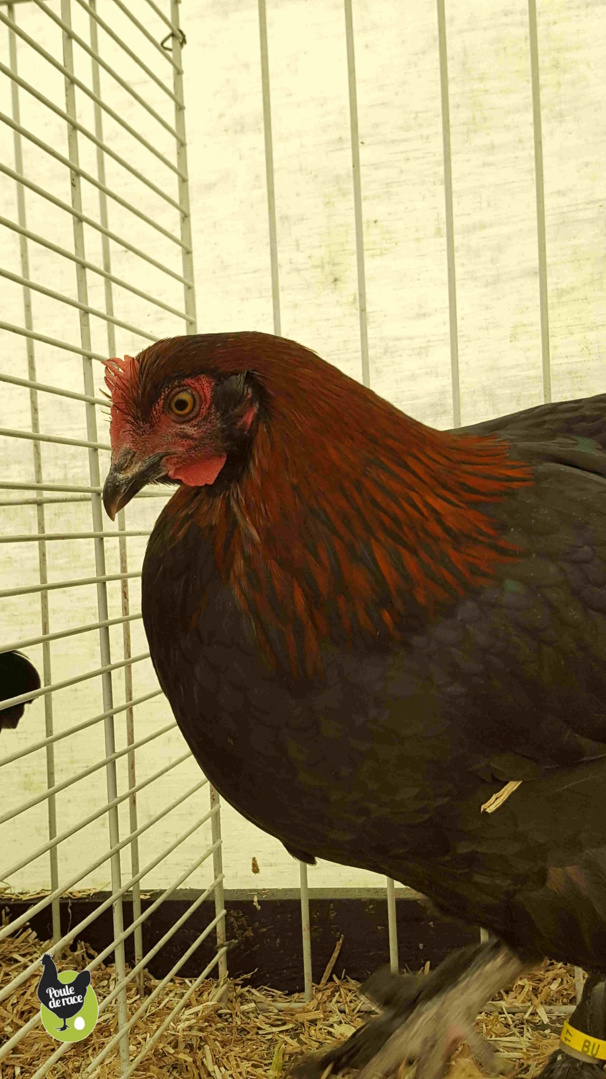 poule Marans "noir à camail cuivré" tres belle couleur de camail poule Marans "noir à camail cuivré" tres belle couleur de camail