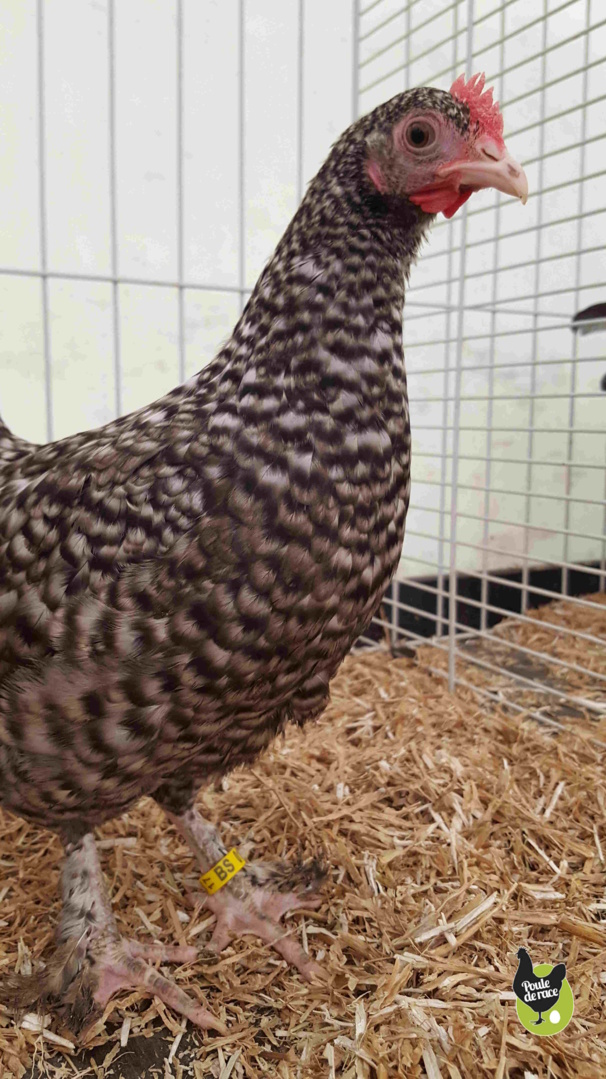 poule Marans coucou argenté naine