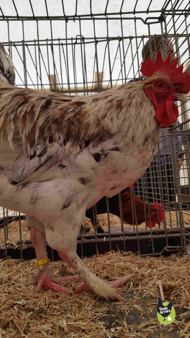 Coq Marans splash non homologué Coq Marans splash non homologué