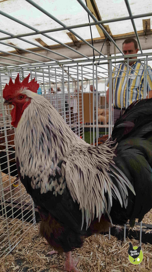 Coq Marans noir à camail argenté