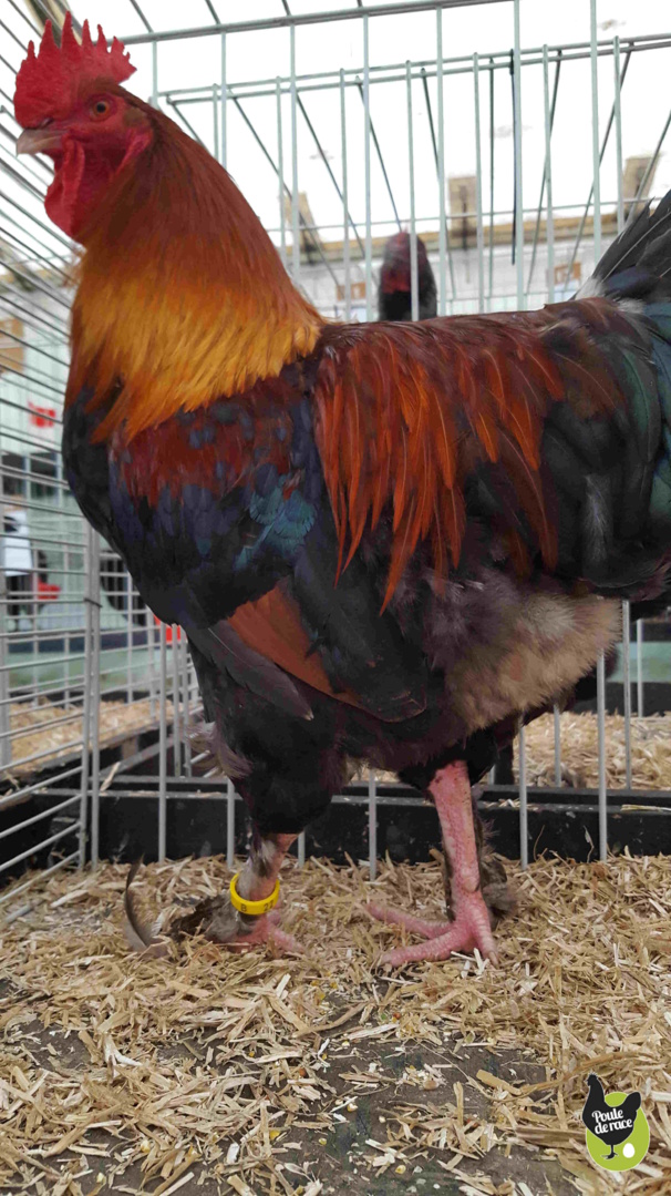 coq Marans froment coq Marans froment