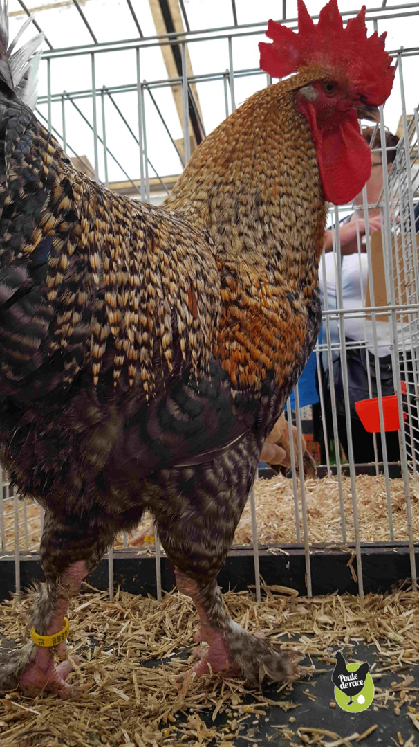 coq Marans coucou doré coq Marans coucou doré