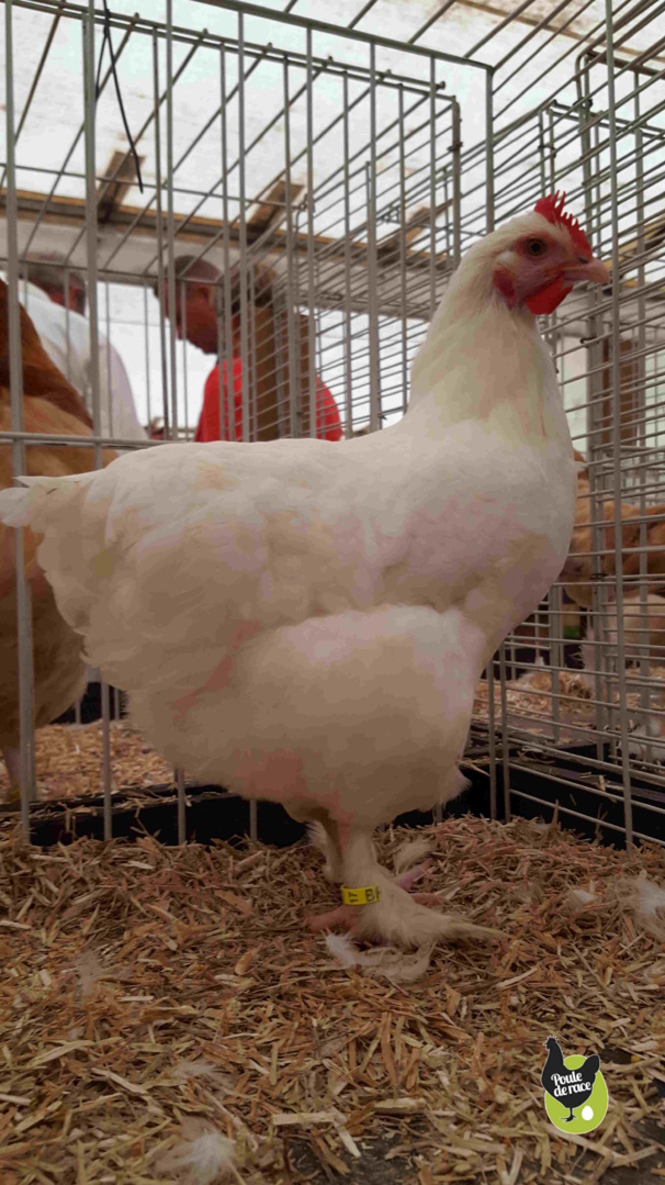 poule Marans blanche poule Marans blanche