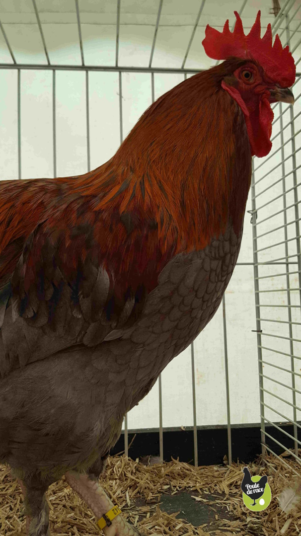 Coq Marans bleu à camail cuivré Coq Marans bleu à camail cuivré