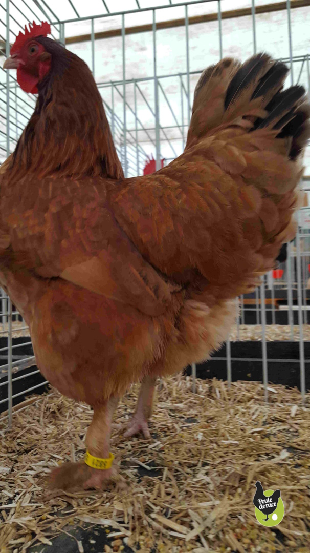 poule Marans fauve à queue noire