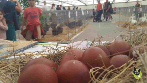 Exposition avicole en Avignon Exposition avicole en Avignon