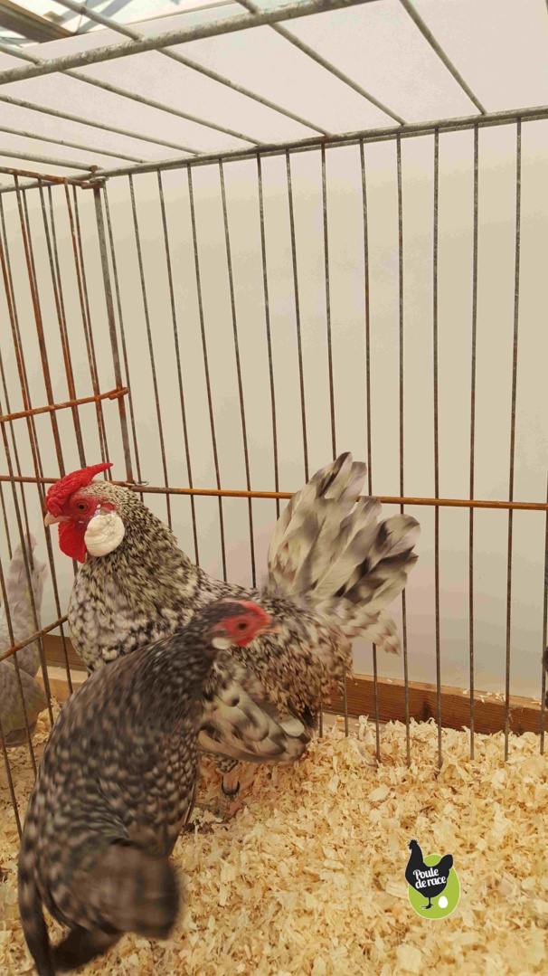 couple java naine coucou couple java naine coucou