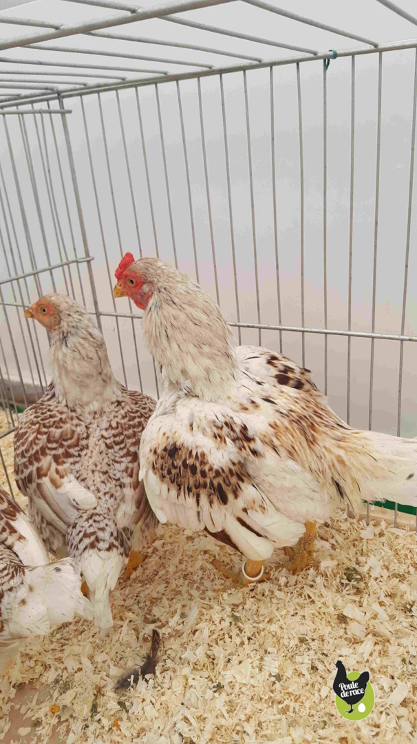 couple combattant indien nain acajou à double liseré blanc couple combattant indien nain acajou à double liseré blanc