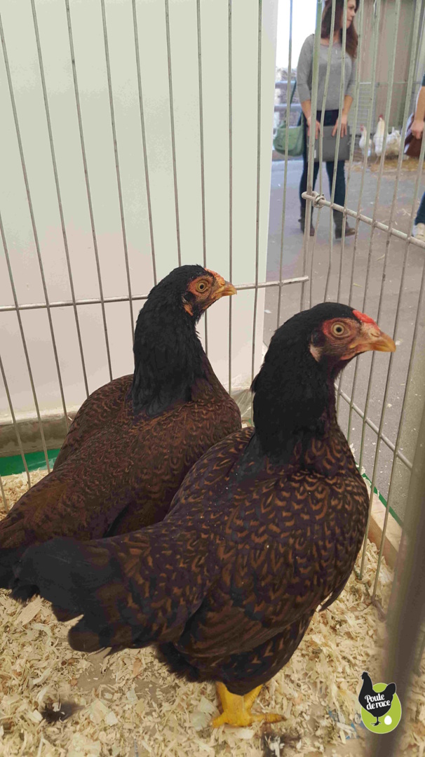 couple combattant indien acajou à double liseré noir couple combattant indien acajou à double liseré noir