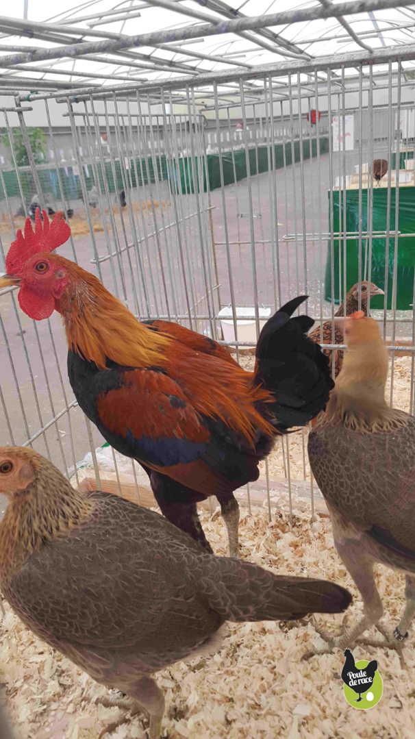 trio combattant anglais moderne RN trio combattant anglais moderne RN