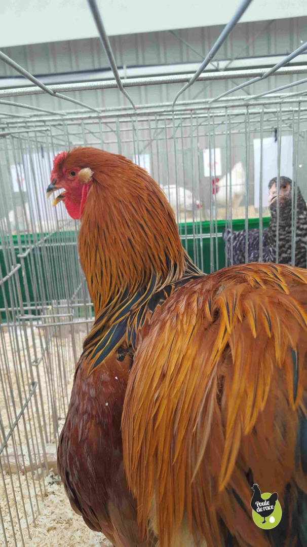 Coq Brahma grande race fauve herminé noir