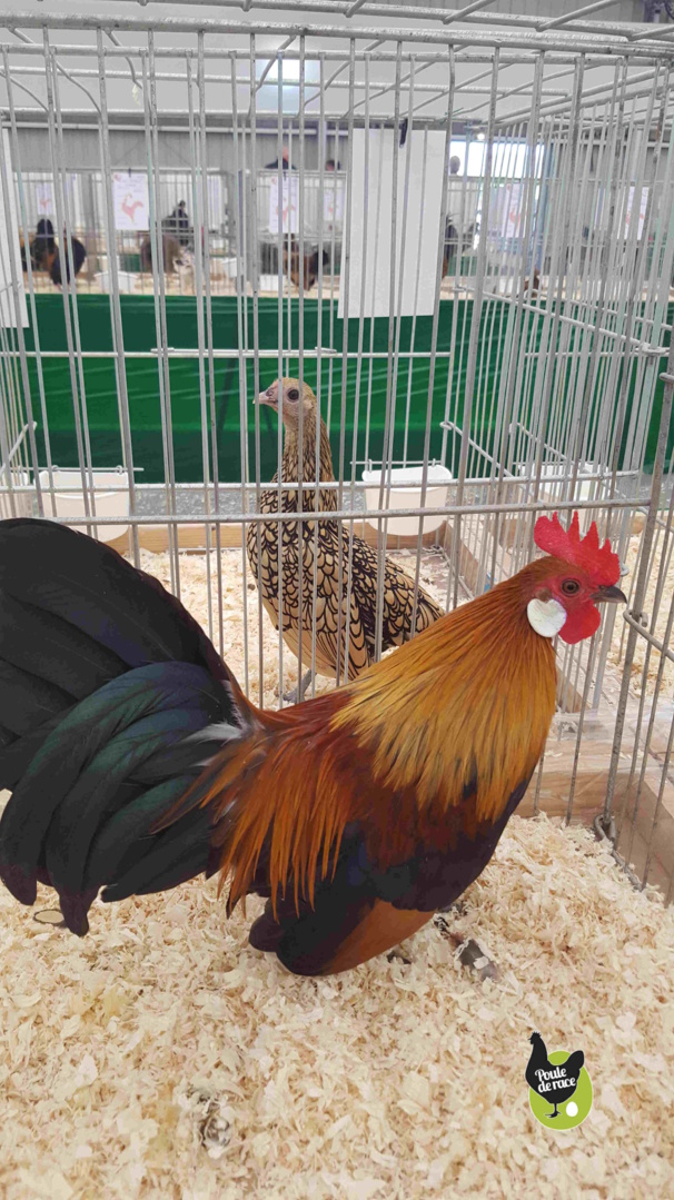 Coq nain hollandaise doré saumoné Coq nain hollandaise doré saumoné