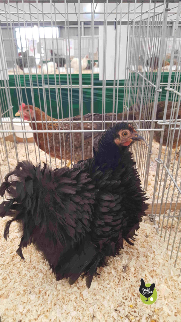 poule naine pékin frisée poule naine pékin frisée