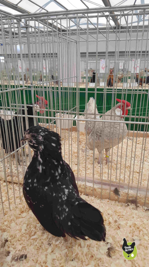 poule naine barbu d'envers noir caillouté blanc