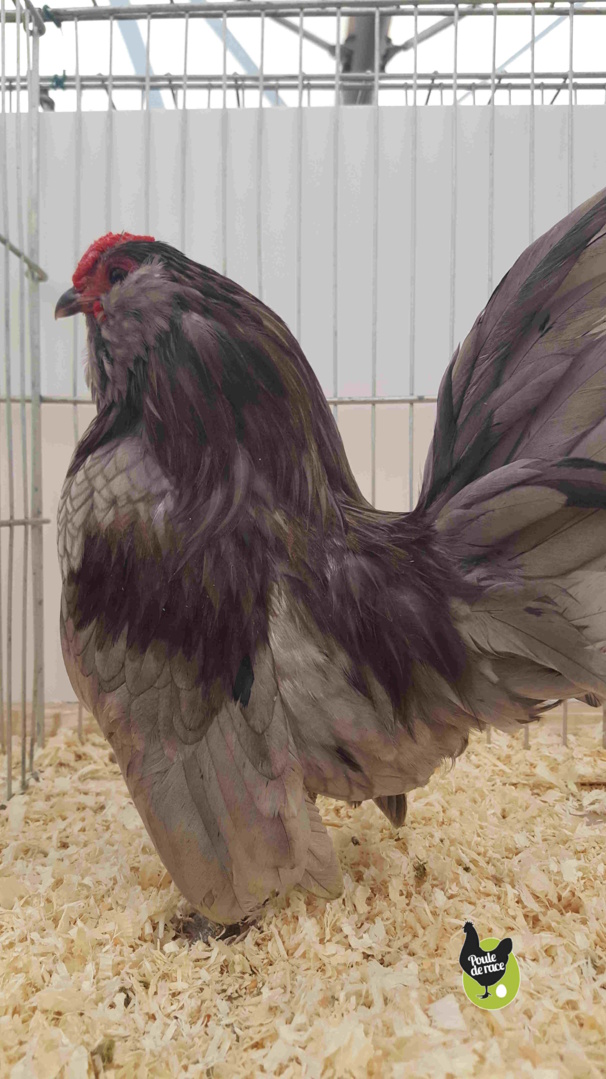 coq nain barbu d'anvers bleu à liseré coq nain barbu d'anvers bleu à liseré