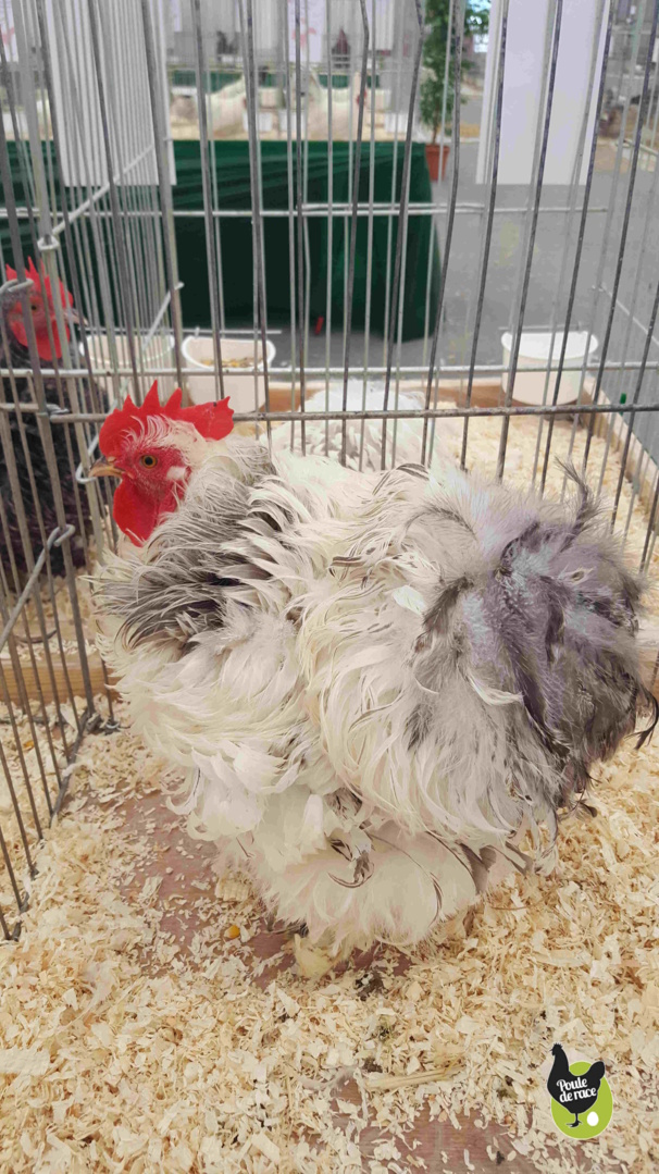 coq nain pekin frisé blanc herminé bleu