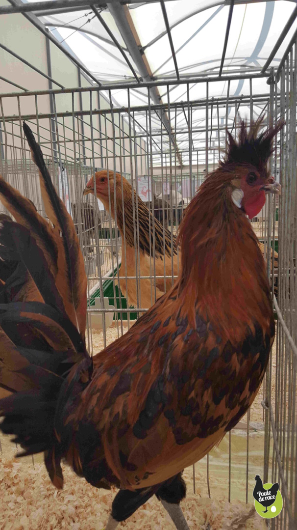 coq appenzelloise huppé doré pailleté noir coq appenzelloise huppé doré pailleté noir