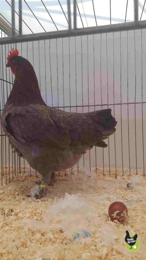 poule Marans bleu à camail cuivré