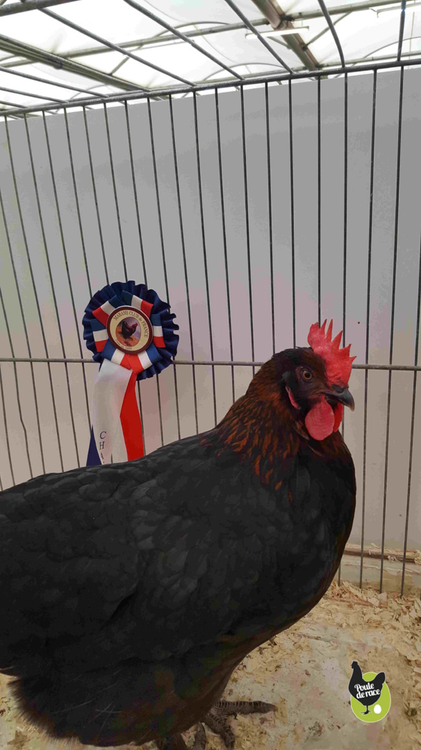 poule Marans noir à camail cuivré gagnante du championnat régional de la poule de marans poule Marans noir à camail cuivré gagnante du championnat régional de la poule de marans