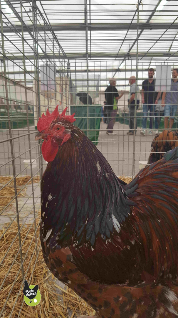 coq orpington grande race tricolore acajou coq orpington grande race tricolore acajou