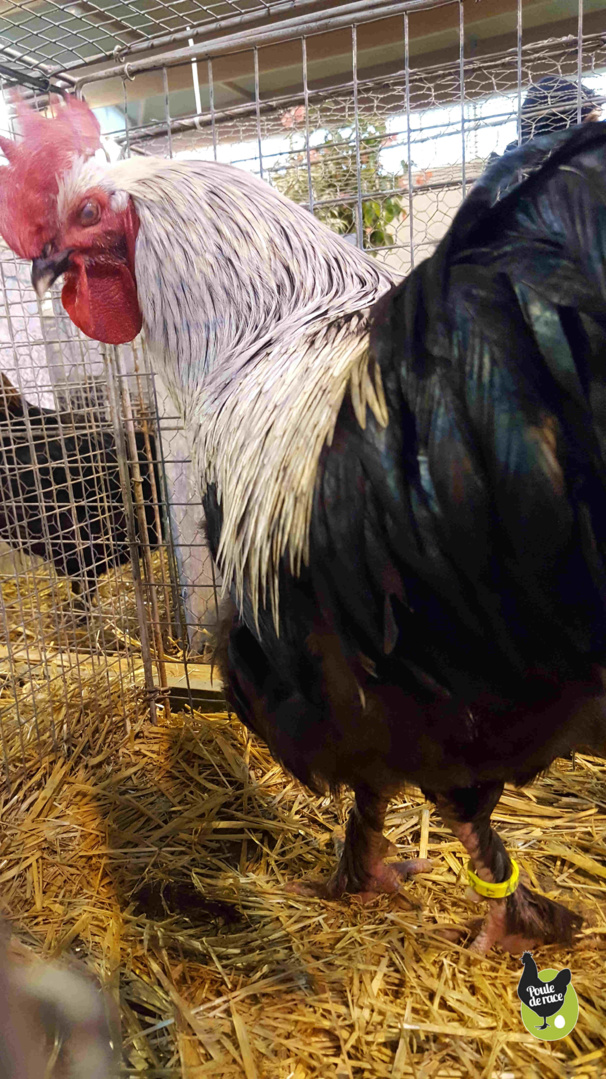 Coq Marans noir à camail argenté vice champion de France dans la variété noir à camail argenté