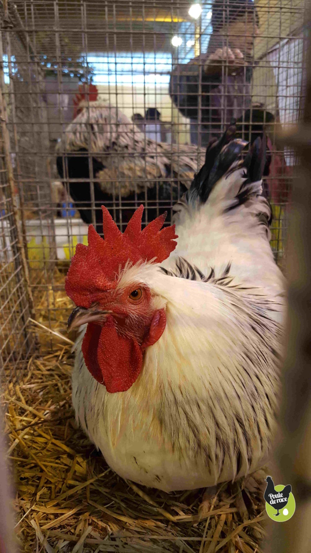 Coq marans blanc herminé noir vice champion de france dans la variété blanc herminé noir