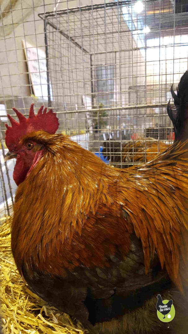 coq Marans noir à camail cuivré champion de France dans la variété noir à camail cuivré