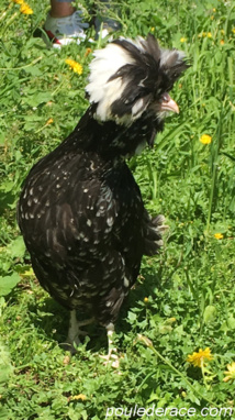 poule Houdan poule Houdan