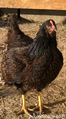 poule barnevelders acajou poule barnevelders acajou