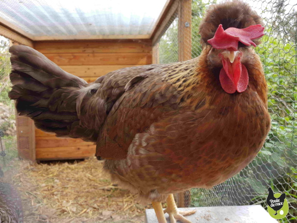 poule cream legbar poule cream legbar