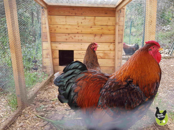 wyandotte doré liseré noir wyandotte doré liseré noir