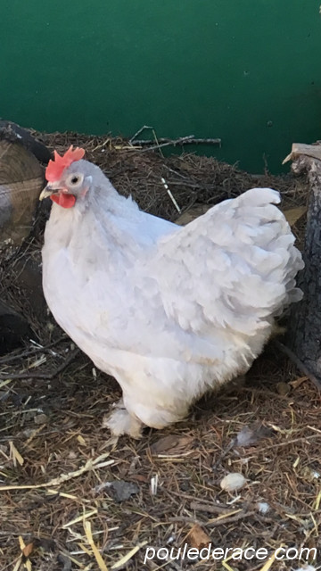 poule pekin grise poule pekin grise