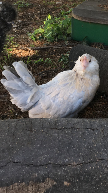 poule barbue duccle poule barbue duccle