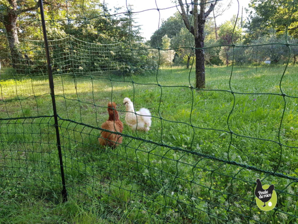 Filet à poules Filet à poules