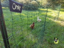 Filet à poules Filet à poules