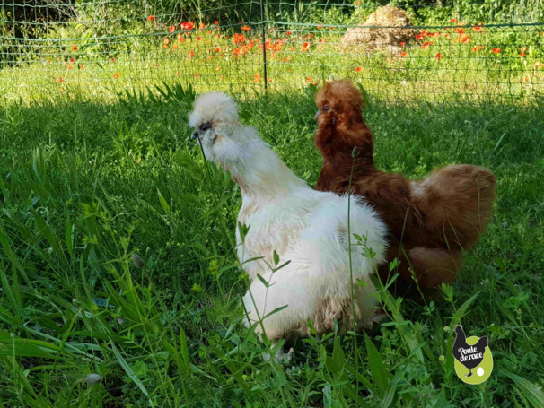 Filet à poules Filet à poules