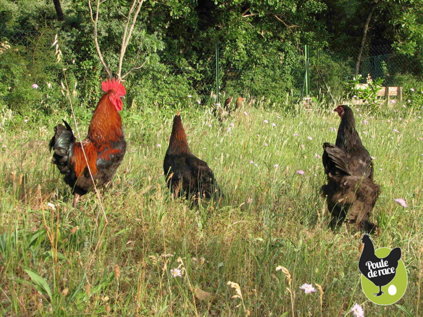 quelques conseils avant d'adopter des poules