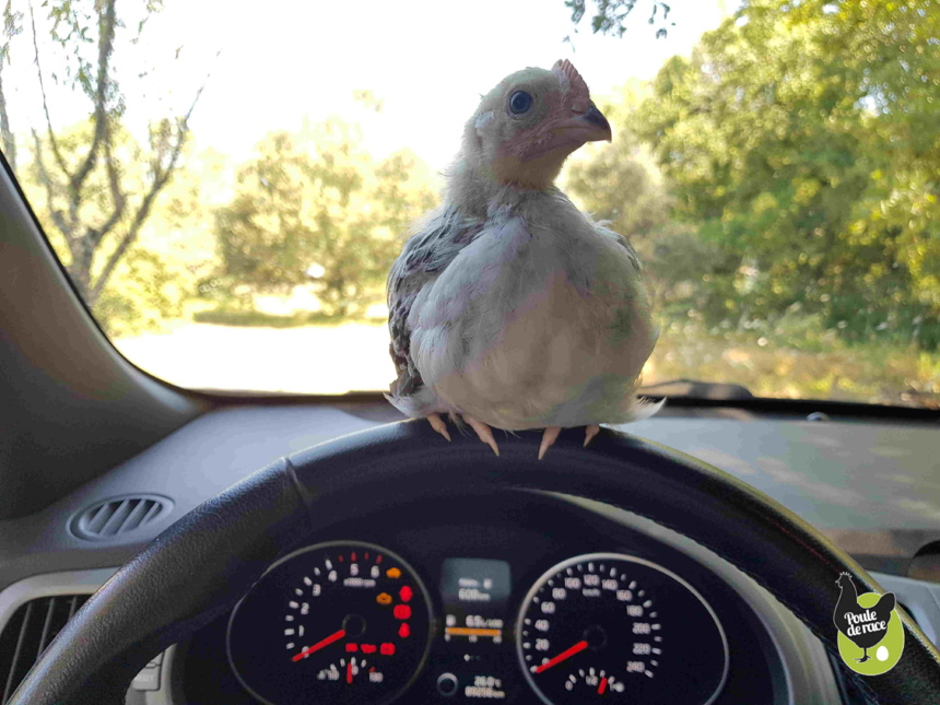 nouvelle réglementation du transport des animaux vivants nouvelle réglementation du transport des animaux vivants