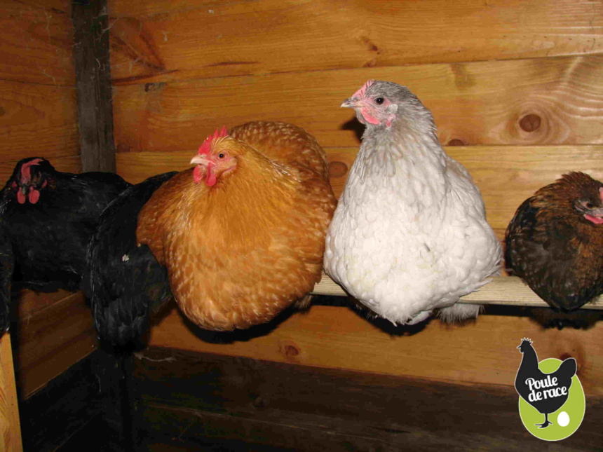 comment choisir son premier poulailler comment choisir son premier poulailler