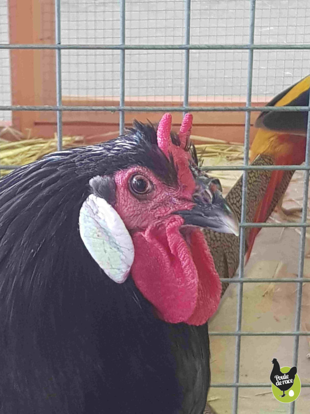 coq la fleche bleu à liseré noir coq la fleche bleu à liseré noir