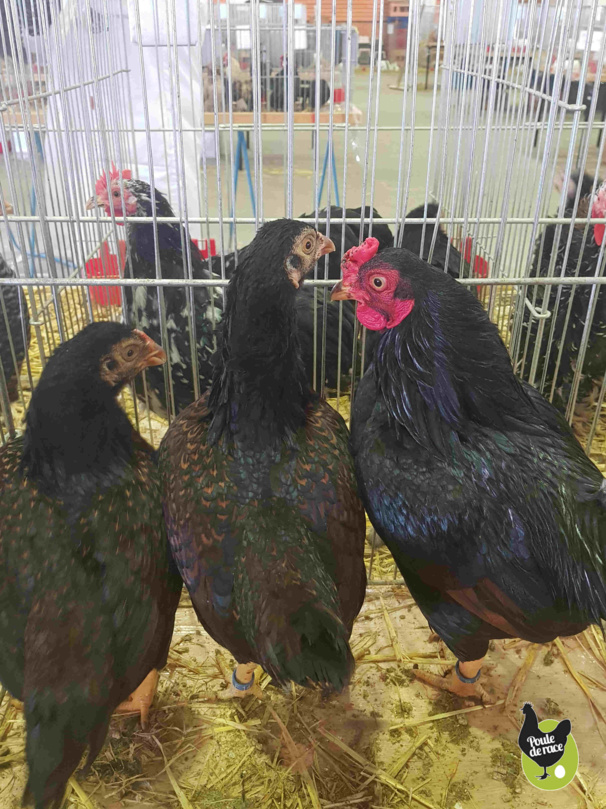 combattant indien combattant indien