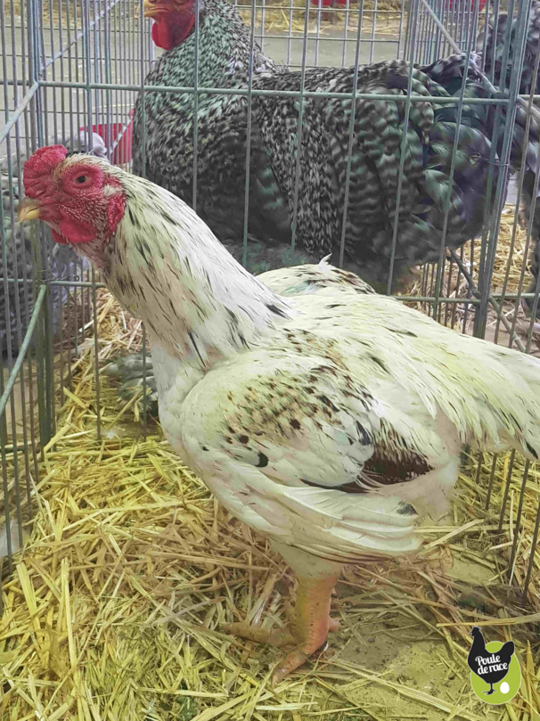 coq combattant indien jubilé coq combattant indien jubilé