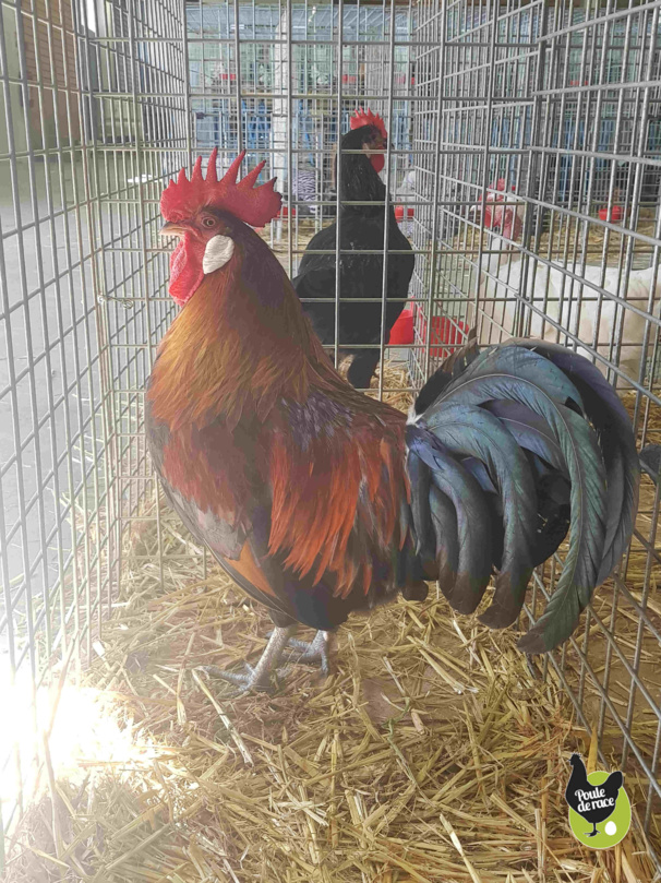 coq gaulois doré saumoné coq gaulois doré saumoné