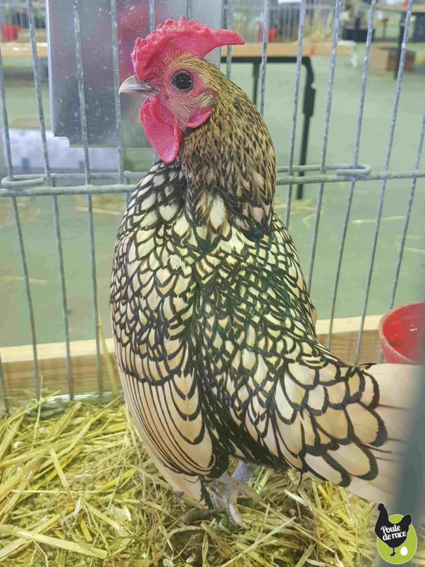 coq sebright citroné coq sebright citroné