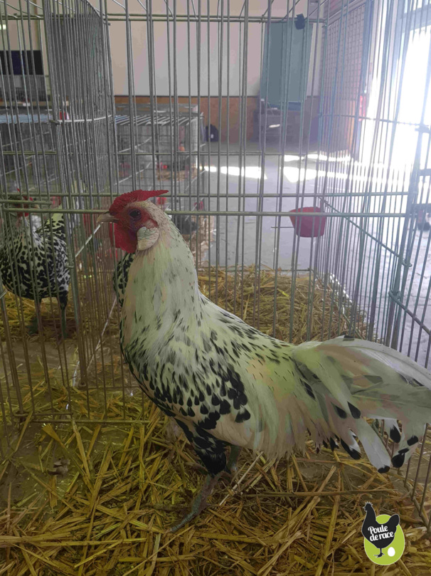 coq hambourg argenté pailleté coq hambourg argenté pailleté