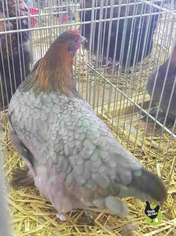 poule marans bleu à camail cuivré