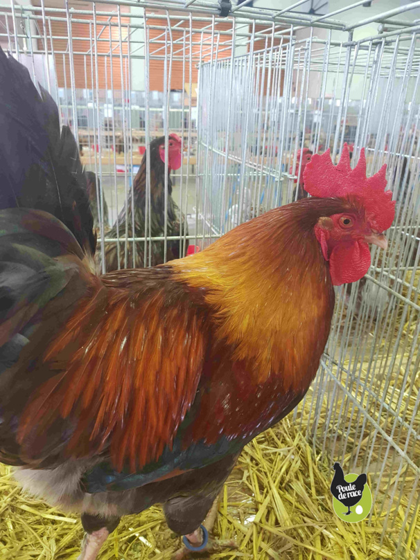 coq marans froment coq marans froment