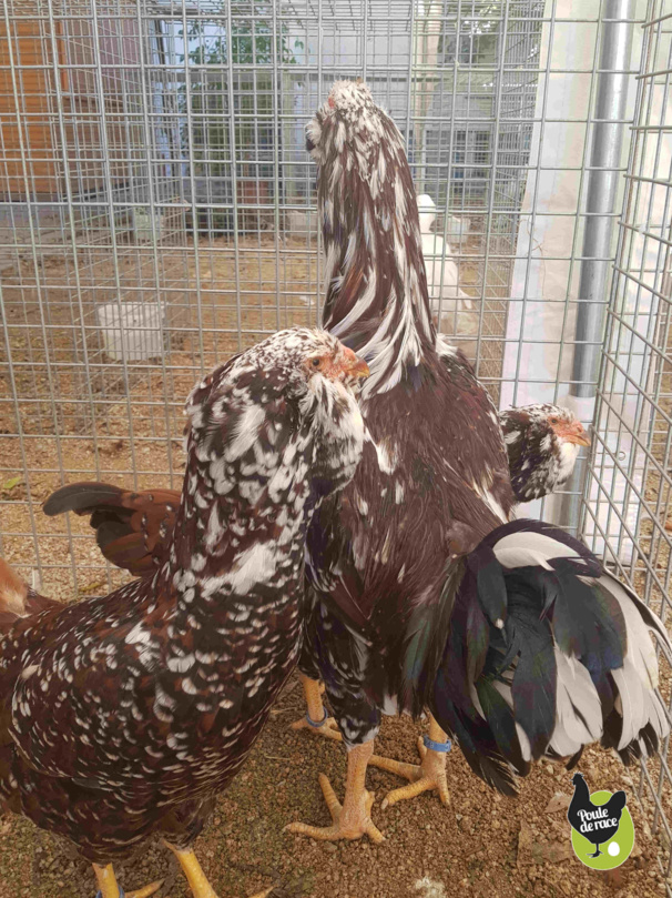 trio orloff trio orloff