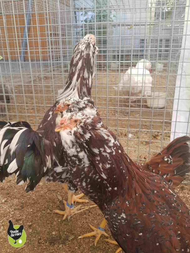 poules orloff poules orloff